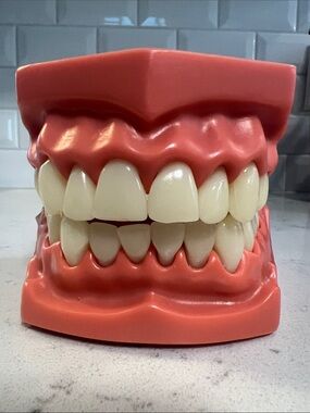 Standard Dental Typodont training model